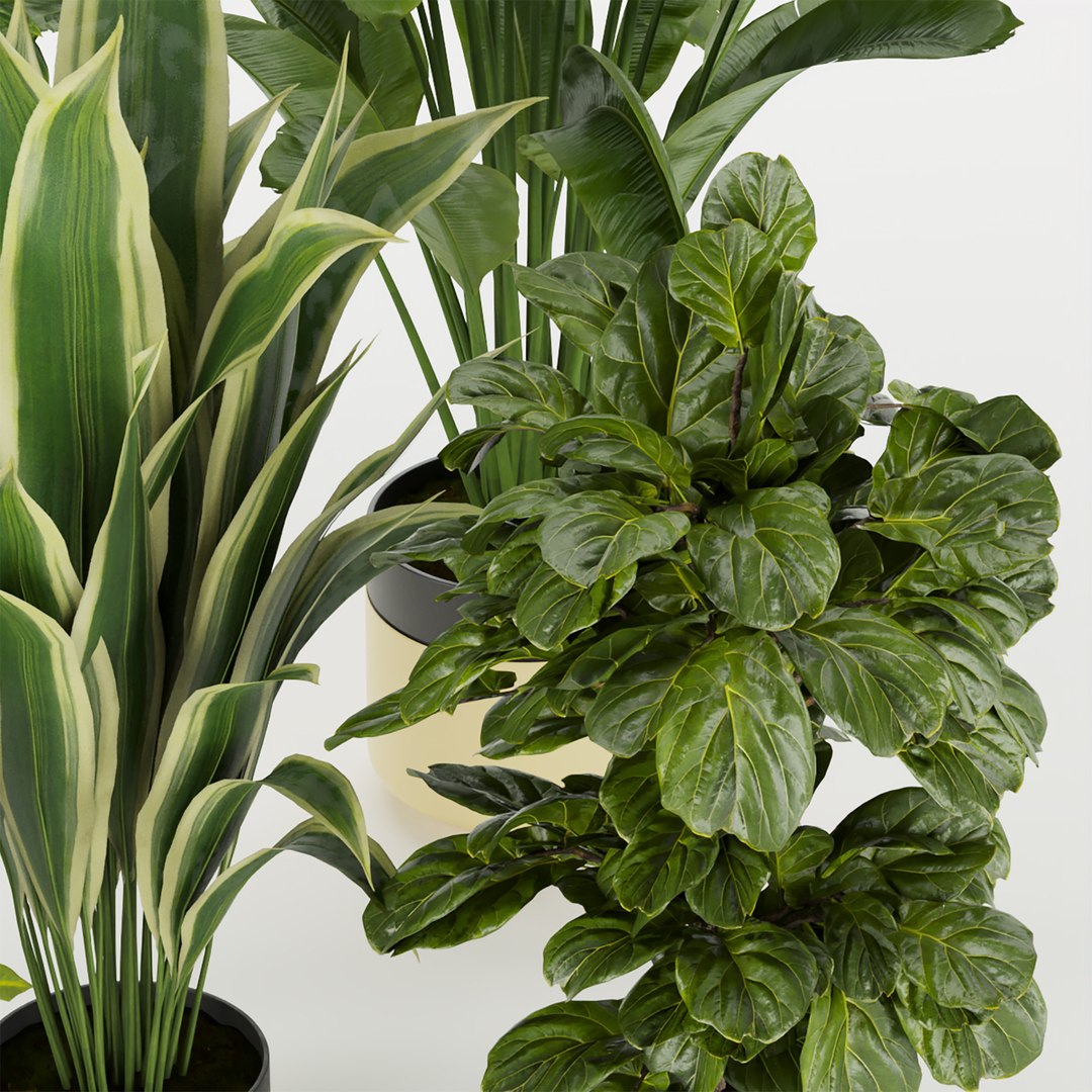 3D Collection plant vol 353 - indoor - fiddle - banana - aspidistra - Croton - cinema 4d - 3dsmax - ble https://p.turbosquid.com/ts-thumb/4z/fcYXT2/Y0/untitled1_0001_2.jpg/jpg/1654632595/1920x1080/fit_q87/1a203fee342d2ea19068d4511979d83eacd6c9c4/untitled1_0001_2.jpg.jpg
