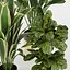 Collection plant vol 353 - indoor - fiddle - banana - aspidistra - Croton - cinema 4d - 3dsmax