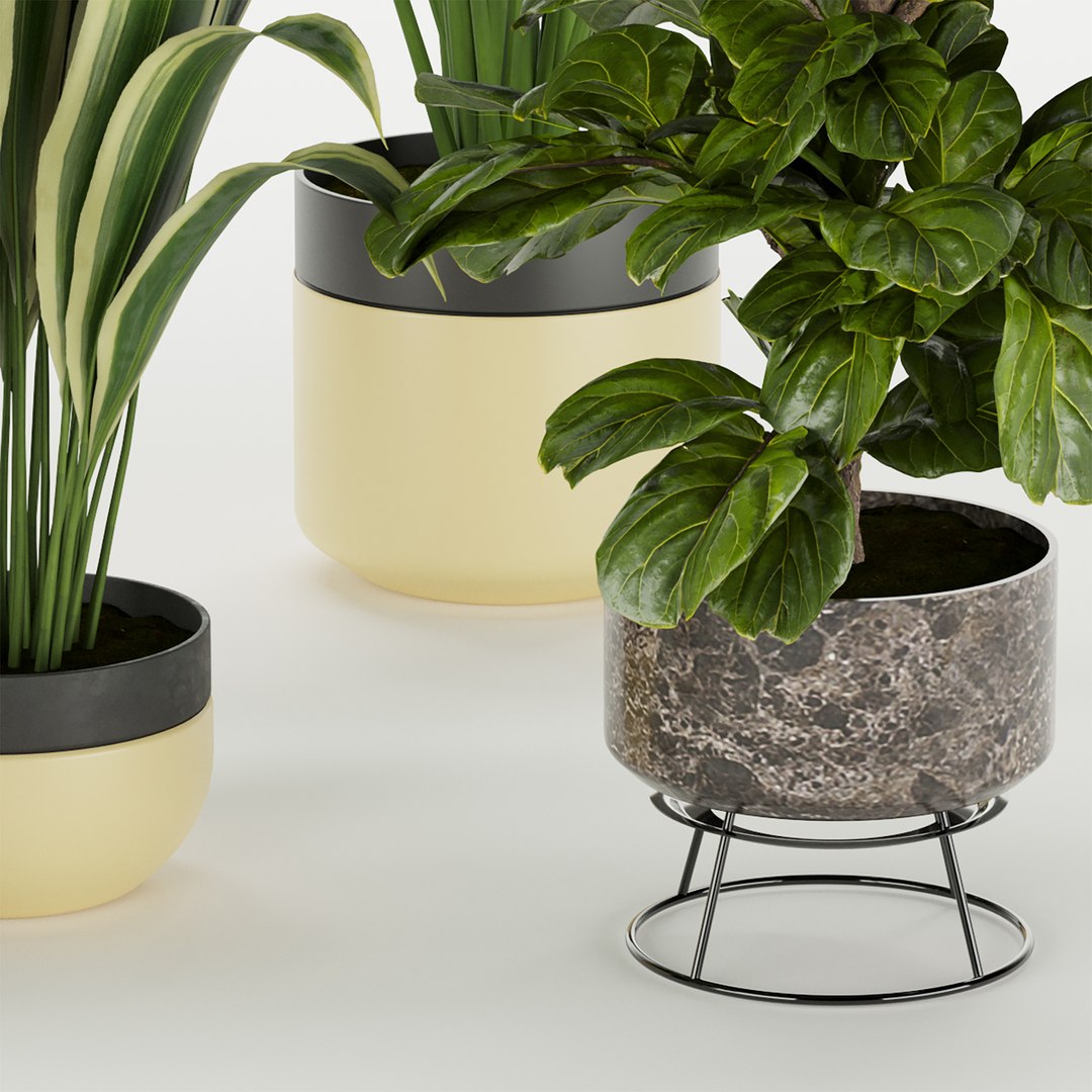 3D Collection plant vol 353 - indoor - fiddle - banana - aspidistra - Croton - cinema 4d - 3dsmax - ble https://p.turbosquid.com/ts-thumb/4z/fcYXT2/Yz/untitled1_0005_6.jpg/jpg/1654632507/1920x1080/fit_q87/75a3493eaf816e4fe68d74d4bcb700ebffe4afc2/untitled1_0005_6.jpg.jpg