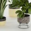Collection plant vol 353 - indoor - fiddle - banana - aspidistra - Croton - cinema 4d - 3dsmax