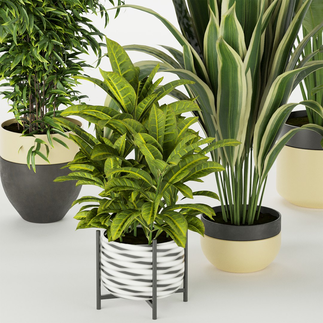 3D Collection plant vol 353 - indoor - fiddle - banana - aspidistra - Croton - cinema 4d - 3dsmax - ble https://p.turbosquid.com/ts-thumb/4z/fcYXT2/kM/untitled1_0004_5.jpg/jpg/1654632886/1920x1080/fit_q87/0622287890f86b85f235307d62fe3ab09949a8d3/untitled1_0004_5.jpg.jpg
