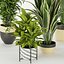 Collection plant vol 353 - indoor - fiddle - banana - aspidistra - Croton - cinema 4d - 3dsmax