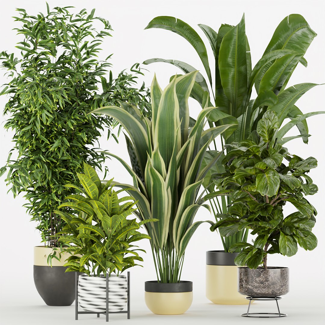 3D Collection plant vol 353 - indoor - fiddle - banana - aspidistra - Croton - cinema 4d - 3dsmax - ble https://p.turbosquid.com/ts-thumb/4z/fcYXT2/tU/untitled1_0000_1.jpg/jpg/1654632829/1920x1080/fit_q87/b0f3768f6e86365c2f4741df50113aa8355294d9/untitled1_0000_1.jpg.jpg