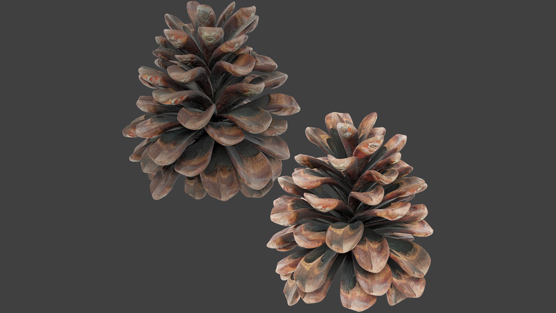 3D Conifer Cones Collection V2 https://p.turbosquid.com/ts-thumb/4z/fnPve6/9m/ccc2_003/png/1699982372/1920x1080/fit_q87/86dbb64256e43ef04251ca85edbb5b5507f8bf8a/ccc2_003.jpg