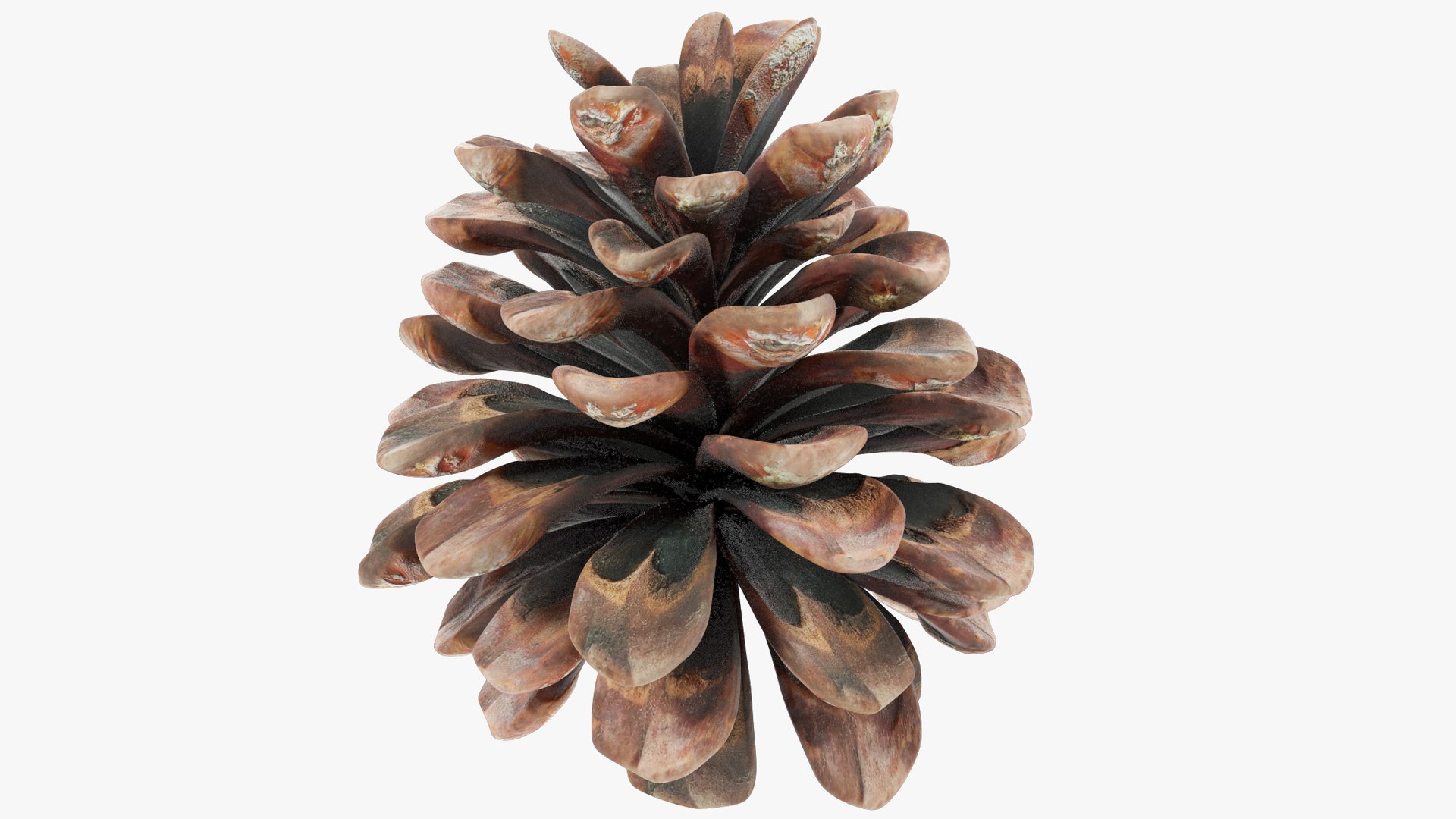 3D Conifer Cones Collection V2 https://p.turbosquid.com/ts-thumb/4z/fnPve6/Cx/c2_004_002/png/1699982407/1920x1080/fit_q87/50bb4bdccb963d7011c84124cc66eb12f3d7a1a1/c2_004_002.jpg