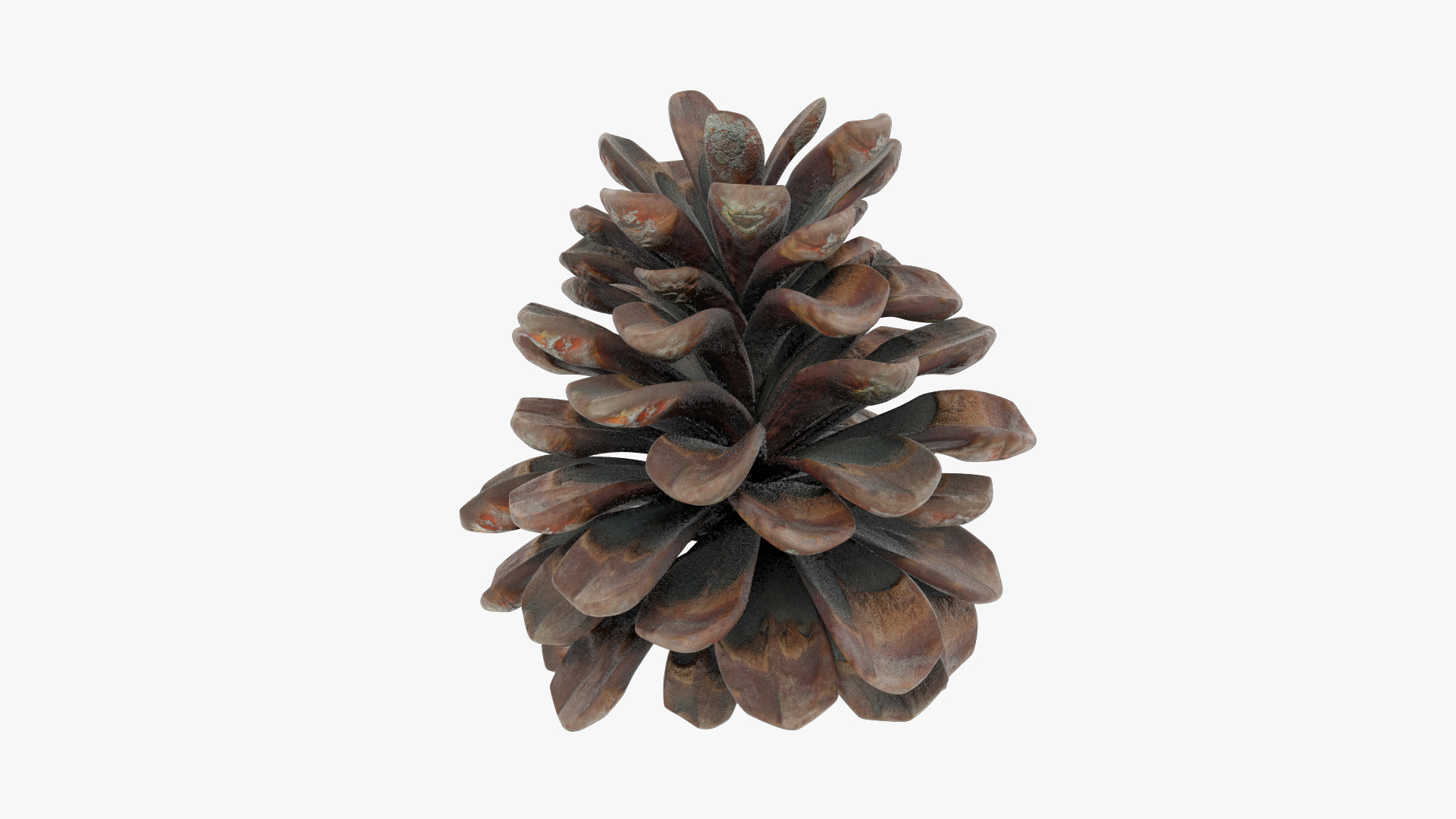 3D Conifer Cones Collection V2 https://p.turbosquid.com/ts-thumb/4z/fnPve6/F9/cmp2render/jpg/1699979038/1920x1080/turn_fit_q99/44105a259303f4865dc7675d3f09a2501874a5a3/cmp2render-1.jpg