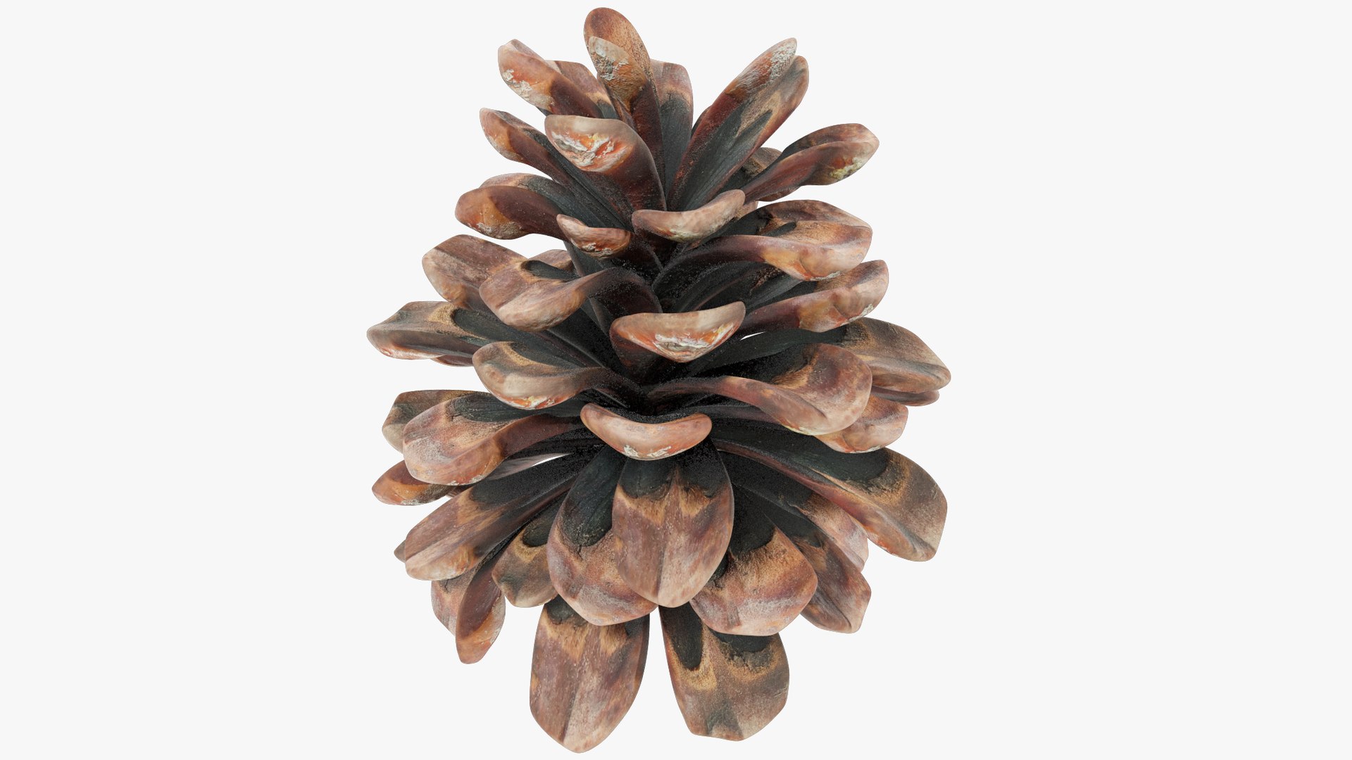 3D Conifer Cones Collection V2 https://p.turbosquid.com/ts-thumb/4z/fnPve6/Hy/c2_004_006/png/1699982413/1920x1080/fit_q87/99a99d4607df591e478e35d86979b567b4f75d68/c2_004_006.jpg