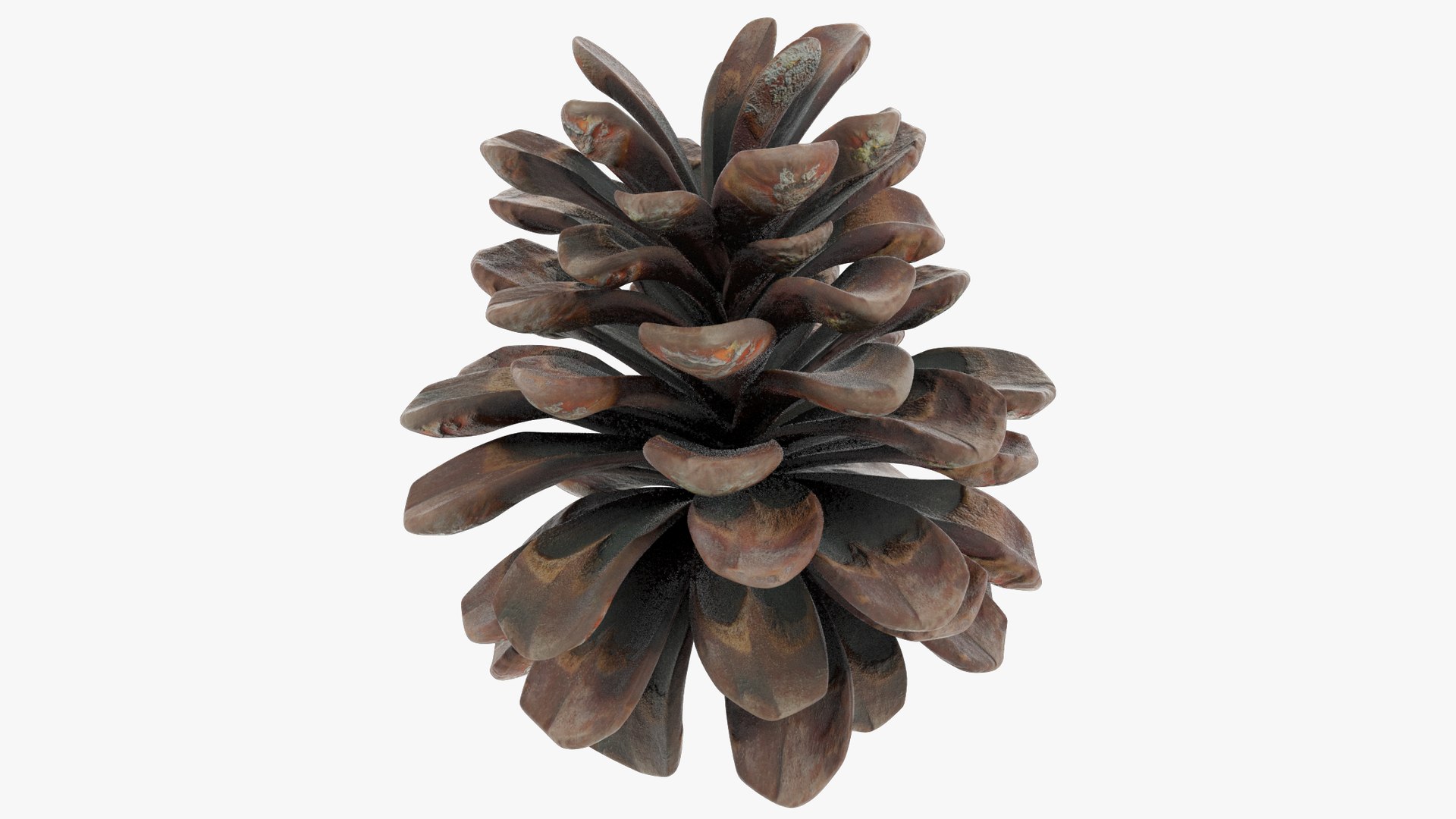 3D Conifer Cones Collection V2 https://p.turbosquid.com/ts-thumb/4z/fnPve6/bW/cmp2_004_008/png/1699982641/1920x1080/fit_q87/2938174ecb0a12d9b2dc8b5492438232cfc5dbc4/cmp2_004_008.jpg