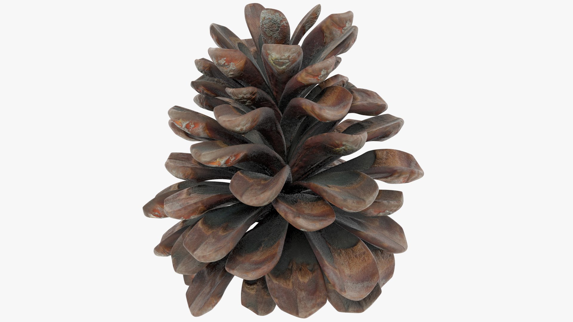 3D Conifer Cones Collection V2 https://p.turbosquid.com/ts-thumb/4z/fnPve6/lc/cmp2_001/png/1699982674/1920x1080/fit_q87/36e1d9d8be040d73f0a880985cad45df905d109b/cmp2_001.jpg