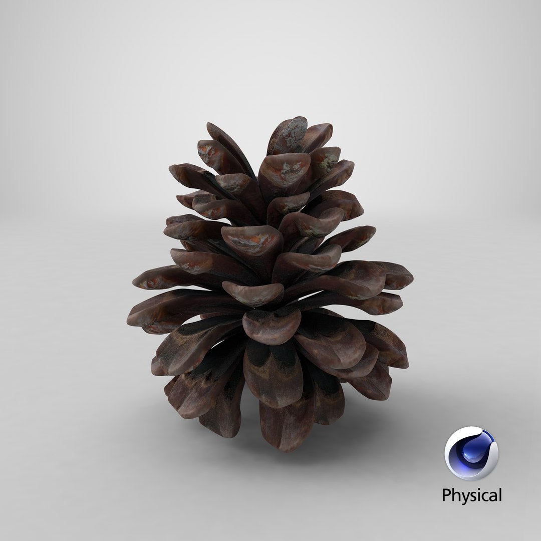 3D Conifer Cones Collection V2 https://p.turbosquid.com/ts-thumb/4z/fnPve6/mx/stemcell_cinema_4d_physical_render/png/1700138100/1920x1080/fit_q87/f6355b7bb4ffa62f2563ca38042e94bf4578631d/stemcell_cinema_4d_physical_render.jpg