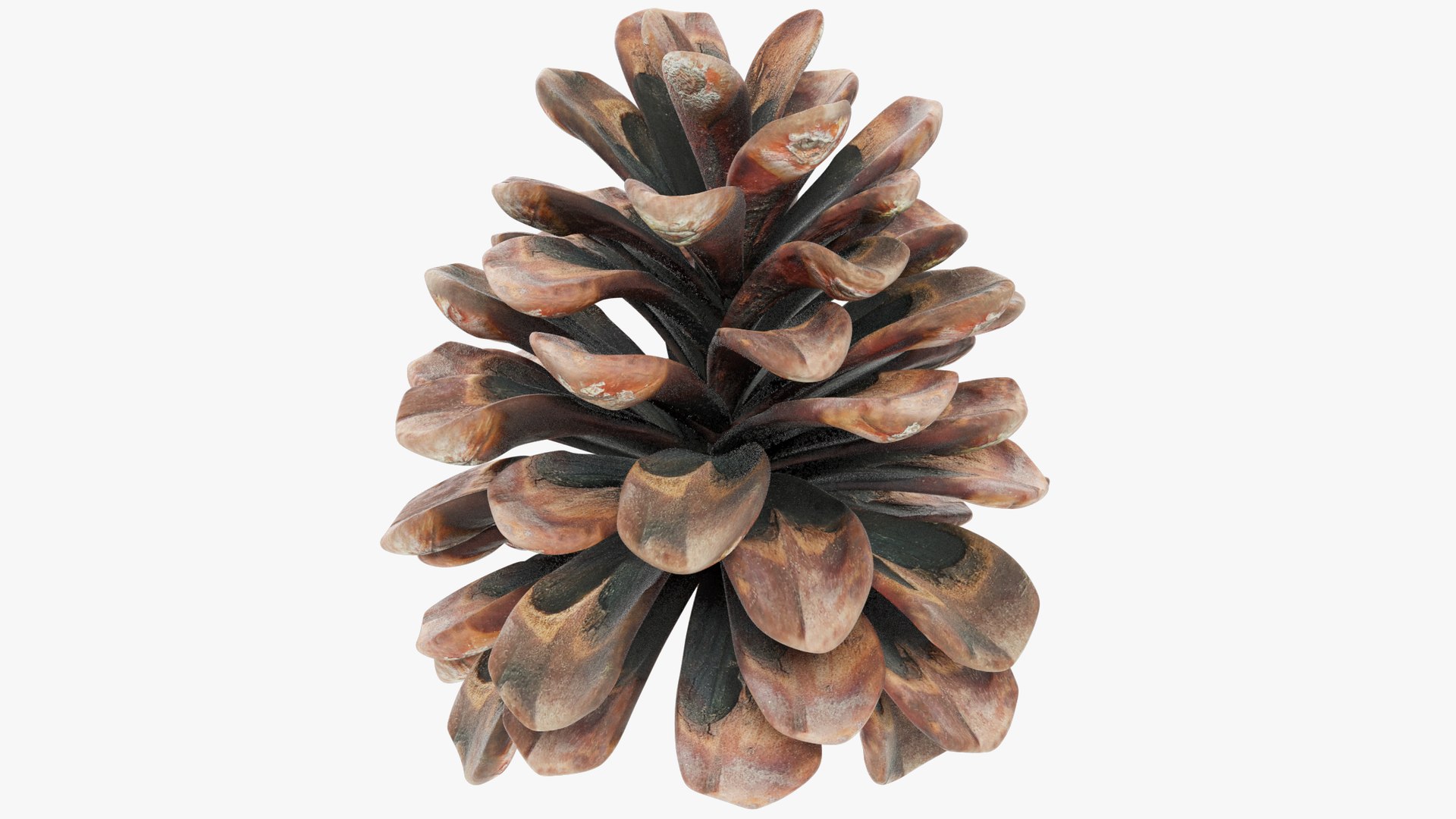 3D Conifer Cones Collection V2 https://p.turbosquid.com/ts-thumb/4z/fnPve6/wR/c2_001/png/1699982449/1920x1080/fit_q87/b18928abd051216769f2cc7a5a6d7e8c4ca4bb0a/c2_001.jpg