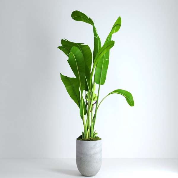 pot banana tree moss 3d max