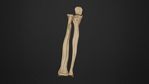 3D model Human Anatomy-Skeletal System-Bones of Forearm