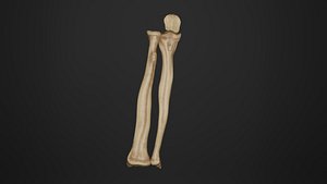 Human Anatomy-Skeletal System-Bones of Forearm
