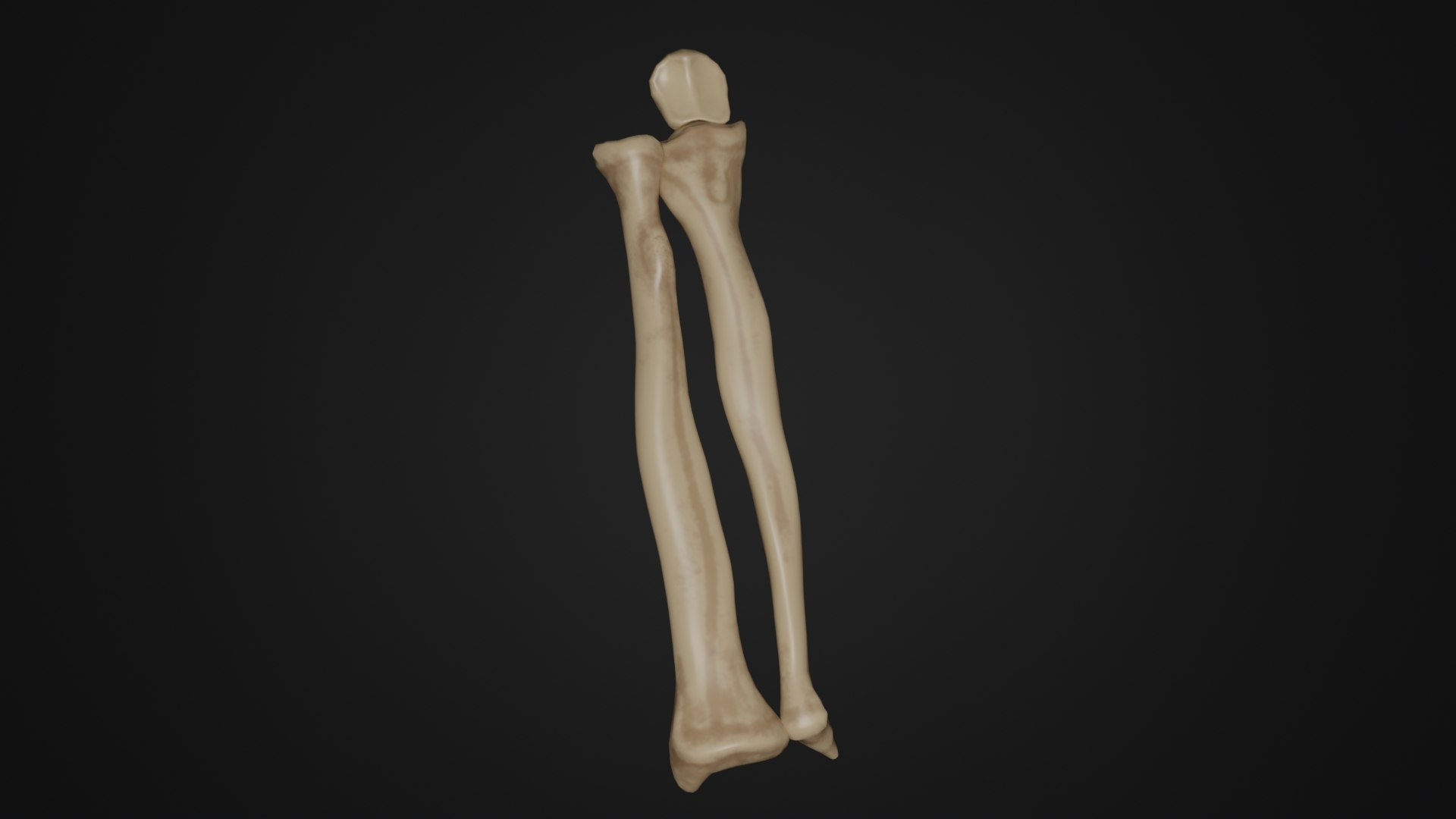 3D Model Human Anatomy-Skeletal System-Bones Of Forearm - TurboSquid ...