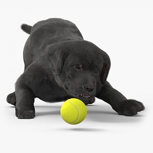Playful Labrador Puppy Playing Fur Animated Rigged 3D model