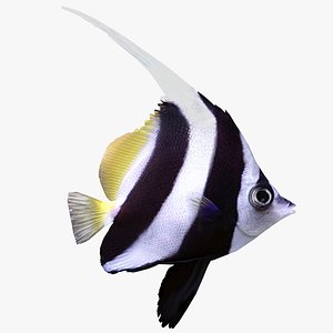 Longfin Bannerfish 3D model