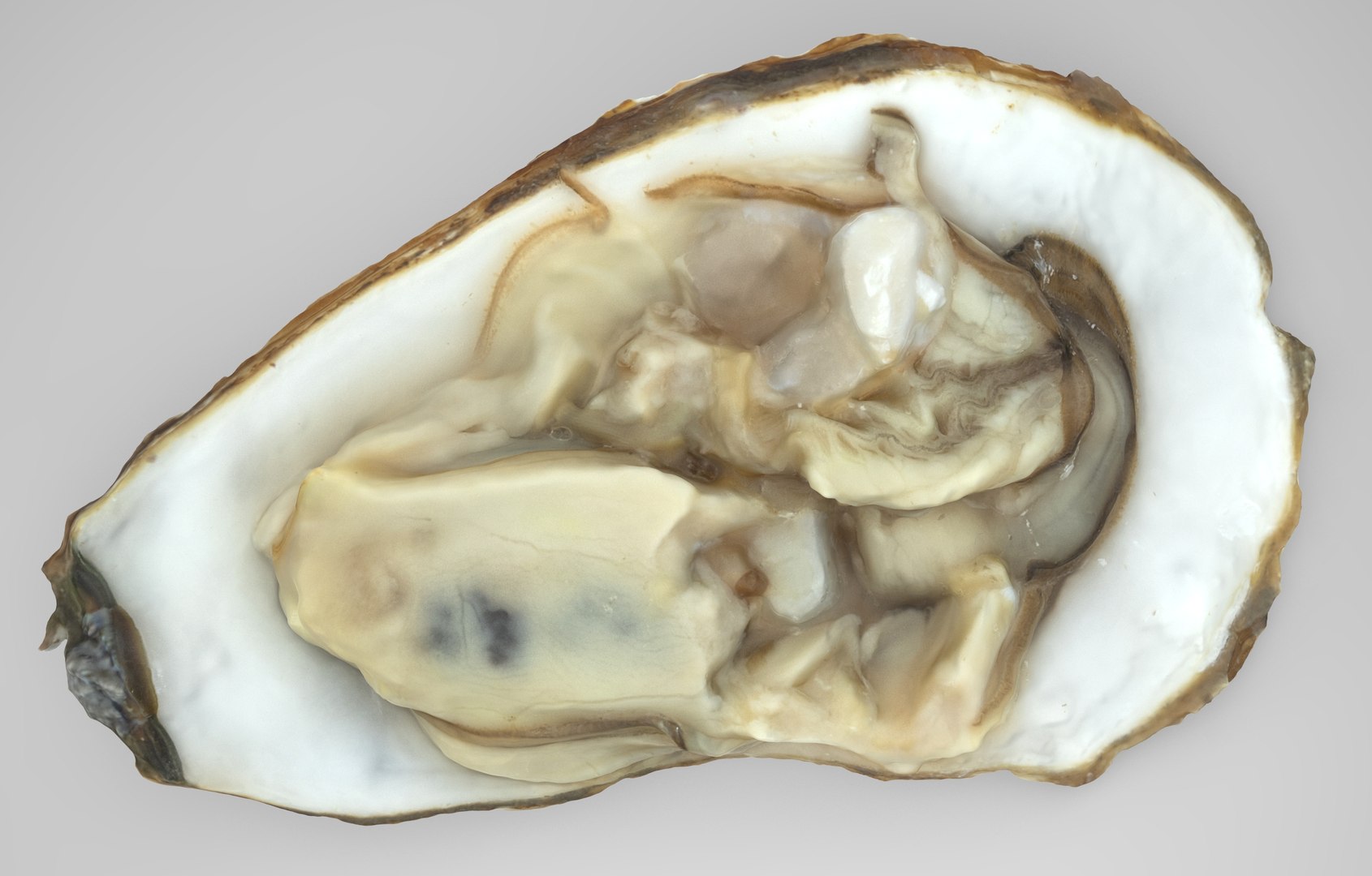 Oyster Open 3D Model - TurboSquid 2047871