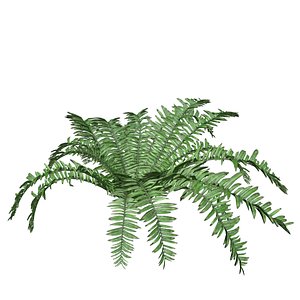 3D model Boston Fern Plant - 05 -