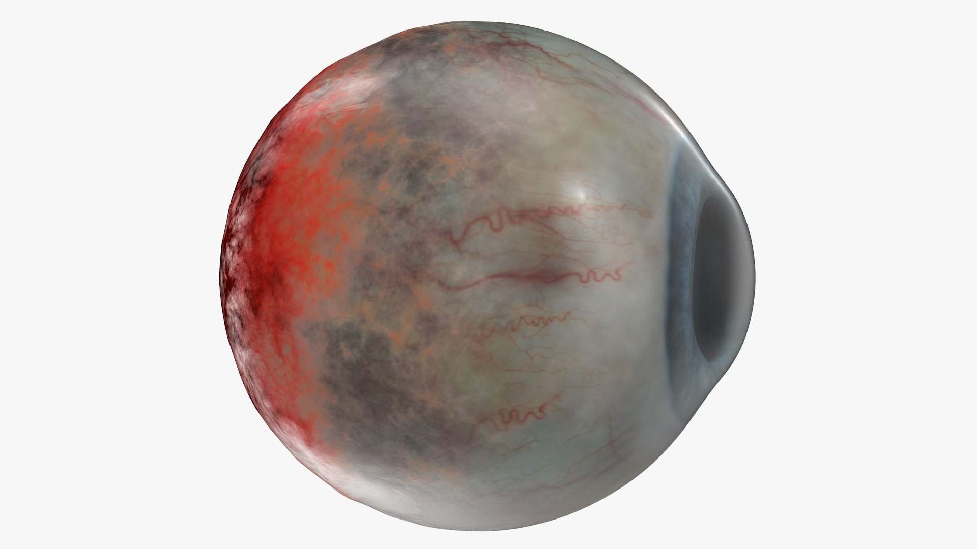 human eye 3D model https://p.turbosquid.com/ts-thumb/50/P9AeNA/2OyaCNc6/humaneyevray3dmodel004/jpg/1572417951/1920x1080/fit_q87/107eb4ff42bdc4f40740340c458bea3fcbb98c63/humaneyevray3dmodel004.jpg