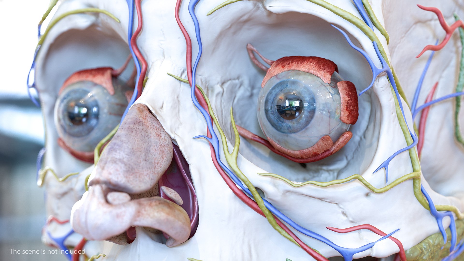 human eye 3D model https://p.turbosquid.com/ts-thumb/50/P9AeNA/GJn9qHcG/humaneyevray3dmodel002/jpg/1572417943/1920x1080/fit_q87/3049932f112e33bfeb6661f2eb92fe86ff98d073/humaneyevray3dmodel002.jpg