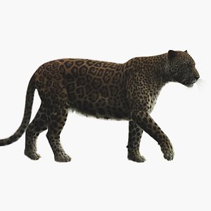 3D rigged modeled leopard model