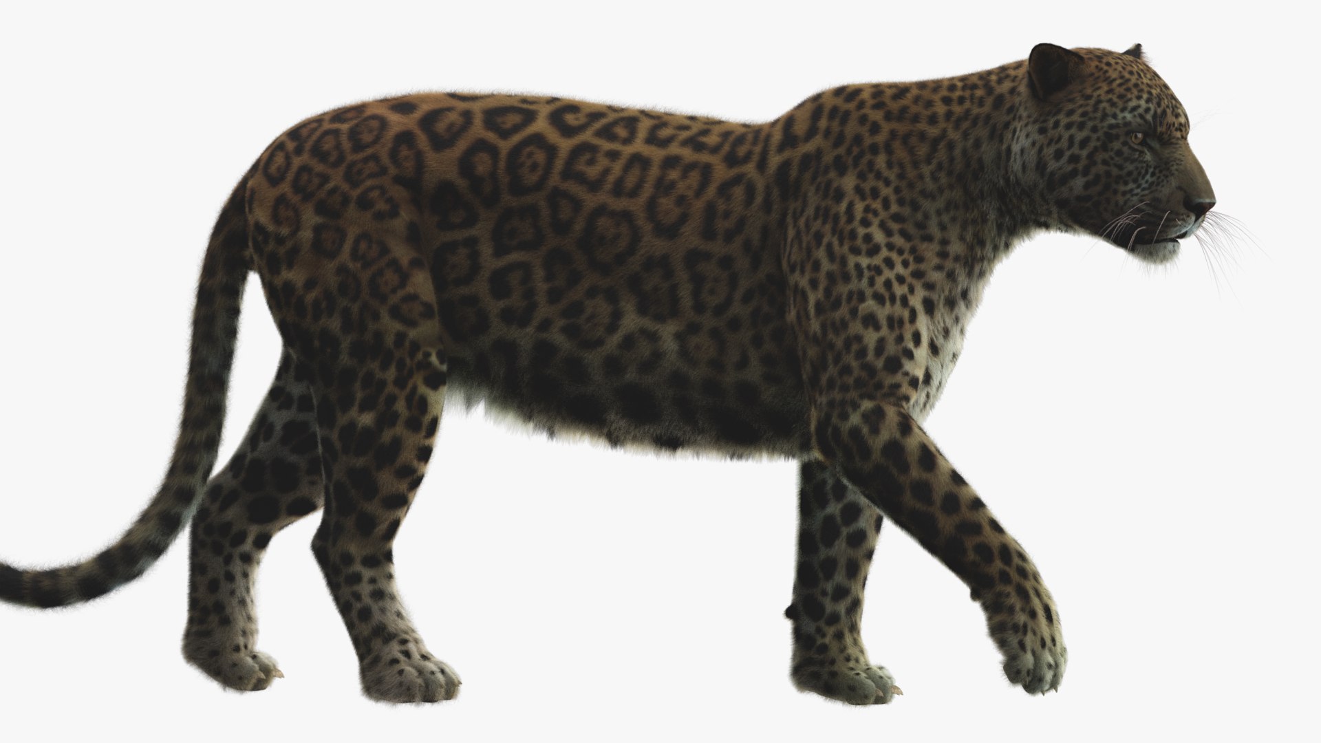 3D Rigged Modeled Leopard Model - TurboSquid 1522482