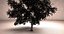 large Maple