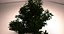 large Maple