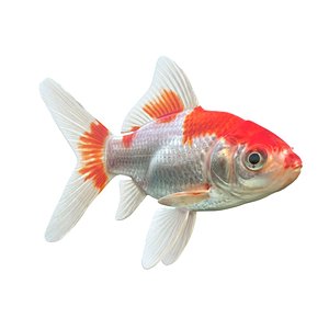 Comet Goldfish 3D