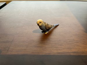 3D Parakeet Bird 3D Model