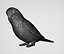 Parakeet Bird 3D Model