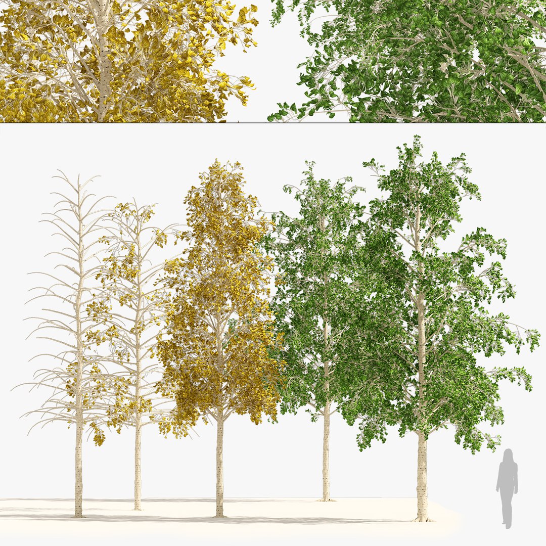 Fall Green And Winter Quaking Aspen Trees Model - TurboSquid 1961222