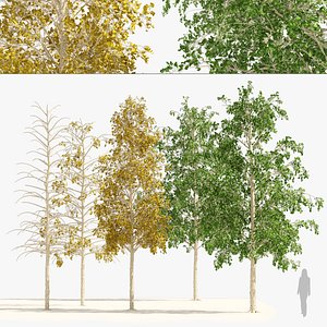 Fall green and winter quaking aspen trees model
