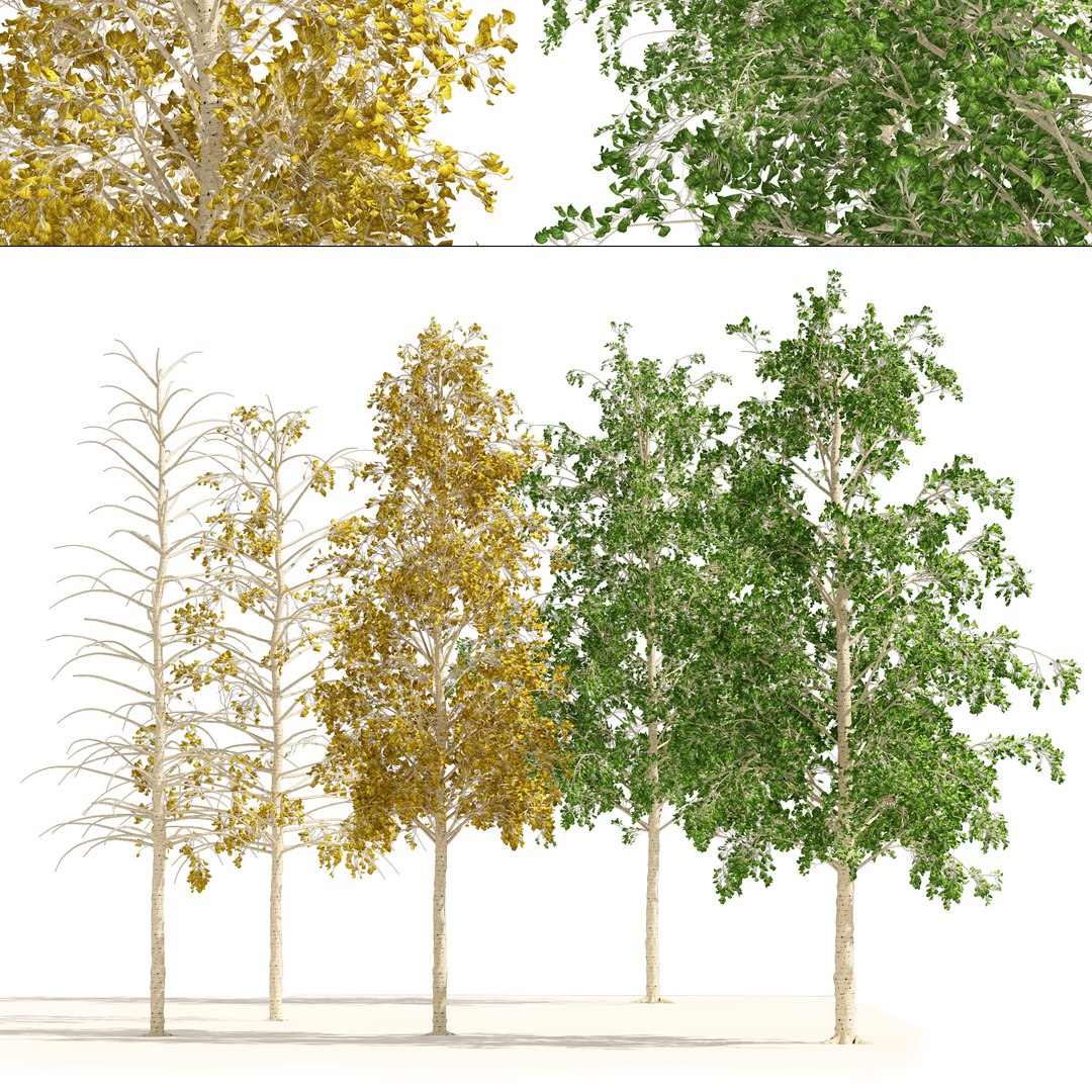 Fall green and winter quaking aspen trees model https://p.turbosquid.com/ts-thumb/50/nVbHlM/z2/cover0101/jpg/1663632946/1920x1080/fit_q87/5cb6173807f3fafc441fd6e984c6d391d1b8eee9/cover0101.jpg