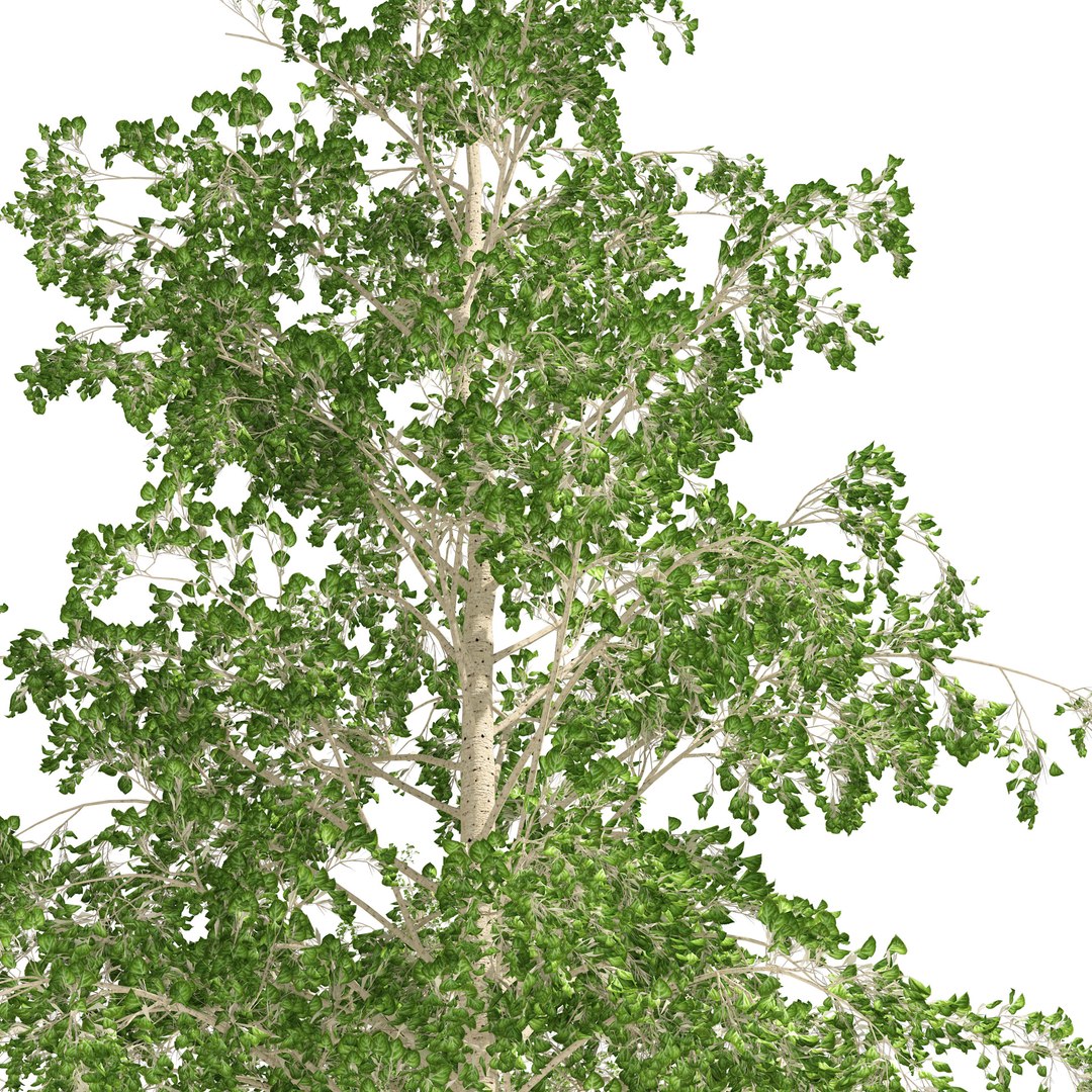 Fall green and winter quaking aspen trees model https://p.turbosquid.com/ts-thumb/50/nVbHlM/zT/03pp/jpg/1663632938/1920x1080/fit_q87/f4a0226ca55f727ce2c087e93155e0781e2e2f49/03pp.jpg