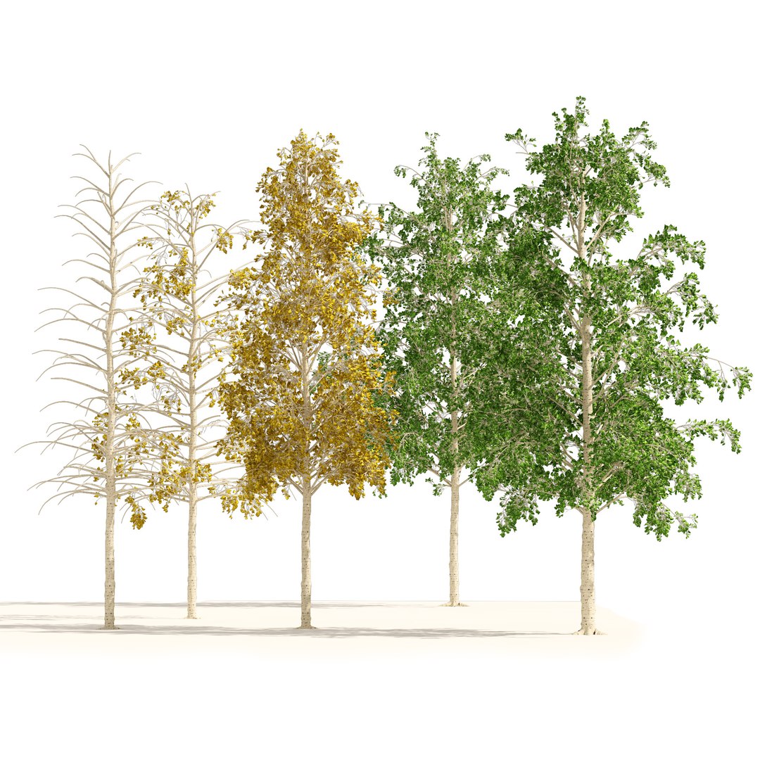 Fall green and winter quaking aspen trees model https://p.turbosquid.com/ts-thumb/50/nVbHlM/zU/01pp/jpg/1663633063/1920x1080/fit_q87/b55b592f8fab21b47347fac63bfd7615b9084bd2/01pp.jpg