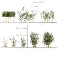 Bambusa multiplex - Alphonse karr bamboo