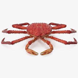 Red King Crab
