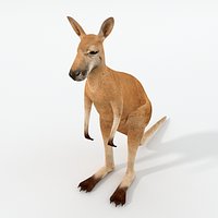 Kangaroo