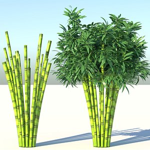 Bamboo 3D model