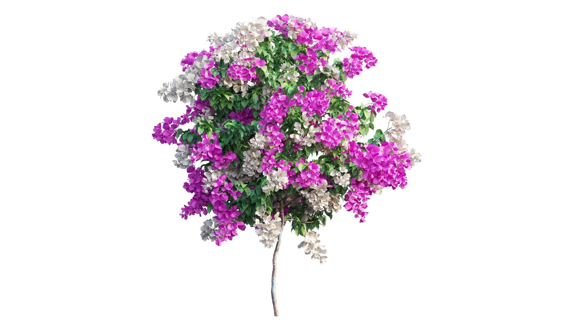 Bougainvillea plant set 56 3D model https://p.turbosquid.com/ts-thumb/51/FAwLcr/00/7_interactivelightmix/png/1667511407/1920x1080/fit_q87/b2b7bf1fede7151c1d69fc47c0ae39c29d9e2091/7_interactivelightmix.jpg