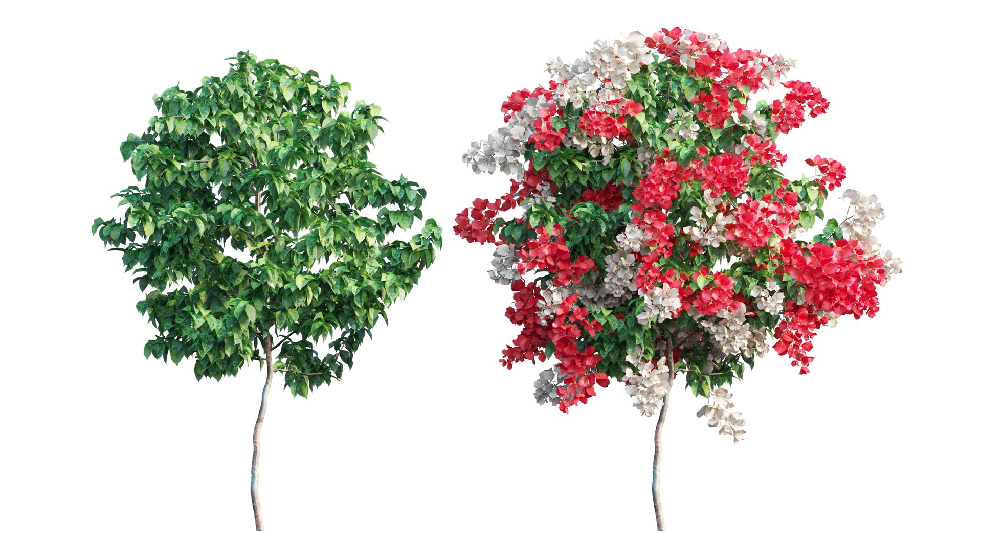 Bougainvillea plant set 56 3D model https://p.turbosquid.com/ts-thumb/51/FAwLcr/55/1_interactivelightmix/png/1667511349/1920x1080/fit_q87/c93859a85e59f81a8480592d98f7fefae07a2c45/1_interactivelightmix.jpg