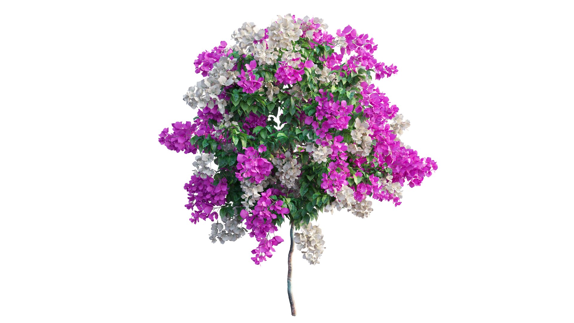 Bougainvillea plant set 56 3D model https://p.turbosquid.com/ts-thumb/51/FAwLcr/6Z/5_interactivelightmix/png/1667511351/1920x1080/fit_q87/466057ba8fc575d19203fd0e0fc2274b5e4ab7d8/5_interactivelightmix.jpg