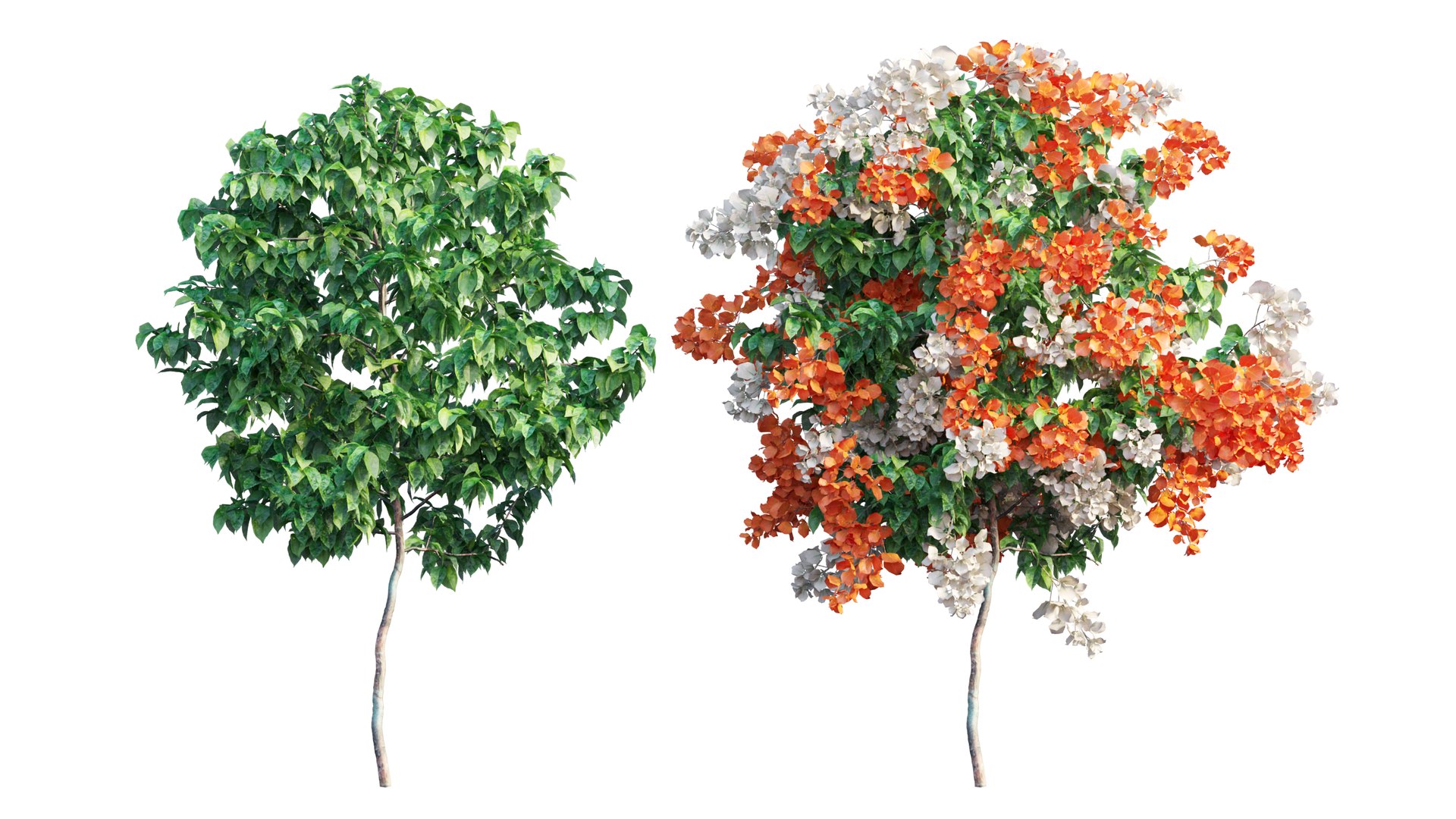 Bougainvillea plant set 56 3D model https://p.turbosquid.com/ts-thumb/51/FAwLcr/8c/2_interactivelightmix/png/1667511349/1920x1080/fit_q87/cfbd2ca67aa3879a97cb3fc769e18f334d6dbdf0/2_interactivelightmix.jpg