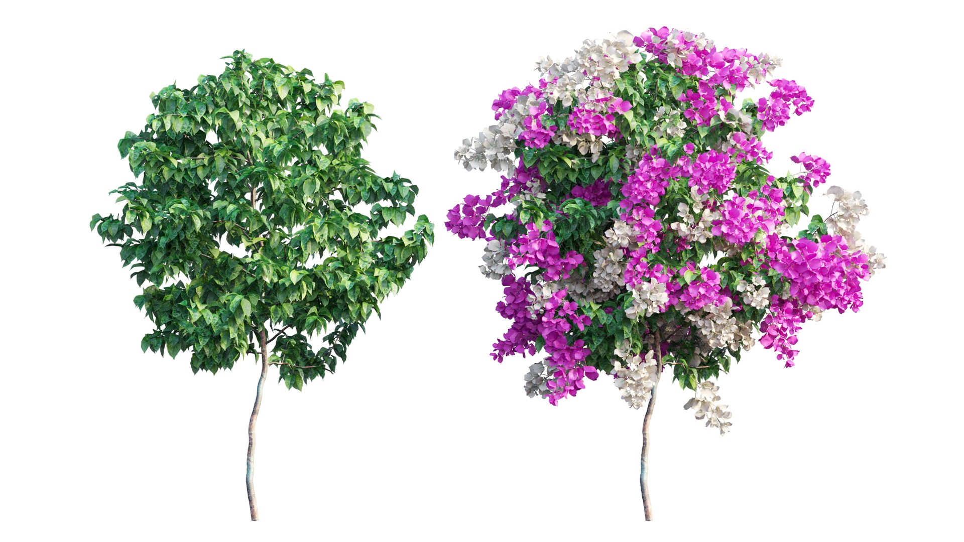Bougainvillea plant set 56 3D model https://p.turbosquid.com/ts-thumb/51/FAwLcr/Ya/3_interactivelightmix/png/1667511352/1920x1080/fit_q87/e68382295ecbea5576132cf2bf00ece01a959e3e/3_interactivelightmix.jpg