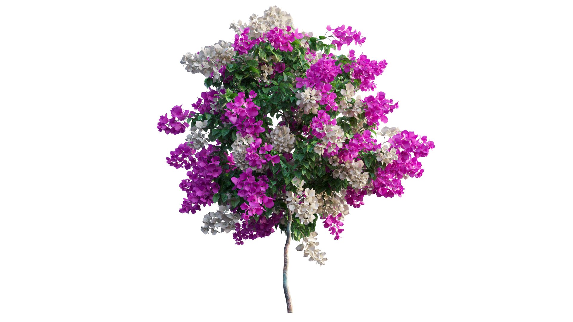 Bougainvillea plant set 56 3D model https://p.turbosquid.com/ts-thumb/51/FAwLcr/wV/6_interactivelightmix/png/1667511362/1920x1080/fit_q87/259a1476dc70d0430c484946673d2db63382cccd/6_interactivelightmix.jpg