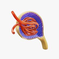 Glomerulus Anatomy
