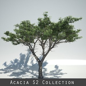 acacia trees max