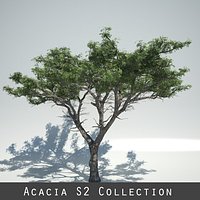 AcaciaS2_Collection